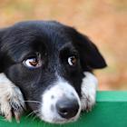 Goldman Sees Premium Pet Food As Bright Spot For Colgate And General Mills Amid Consumer Caution