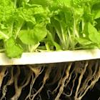 Is iPower Inc. (IPW) the Worst Vertical Farming and Hydroponic Stock to Buy?