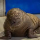 SeaWorld Orlando Welcomes Orphaned Pacific Walrus Calf Rescued in Alaska to New Home