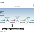 COCP: Topline Results for High-Dose Cohort from Phase 1 Trial of CDI-988 Expected in 2Q25…