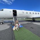 I flew 3,400 miles with my golden retriever on a one-of-a-kind luxury airline for dogs—here’s what it was like