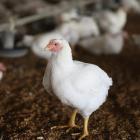 Iowa kills 1.3M chickens after sudden closure of processor Pure Prairie Poultry