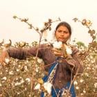 Better Cotton Pakistan, PULSE to boost data transparency in cotton farming