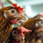 3 Meat Stocks Worth Watching Amid Robust Industry Trends