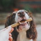 15 Highest Quality Dog Food To Keep Your Pup Happy and Healthy