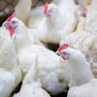 Tyson Foods to Report Q2 Earnings: What Should Investors Expect?