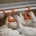 IFF Launches Enviva® DUO to Boost Poultry Welfare