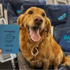 BARK Air Introduces Select Flights on Larger Planes with Lower Fares, Uniting More Dogs and Their People in the Skies