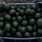 Avocado goldrush links US companies with Mexico's deforestation disaster