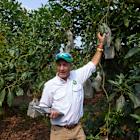 Guatemala gearing up to export avocados to US despite tariffs and delays
